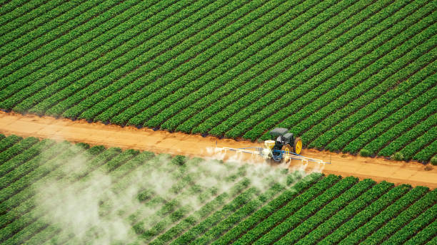 Wasp Removal Services in East Helena, MT